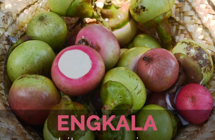 Arbre fruitier d'Engkala