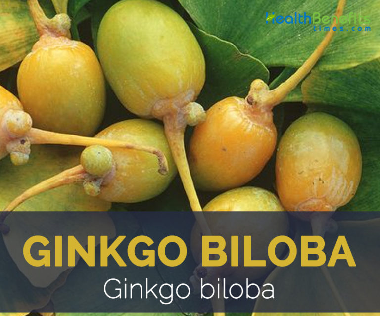 Ginkgo biloba facts and health benefits