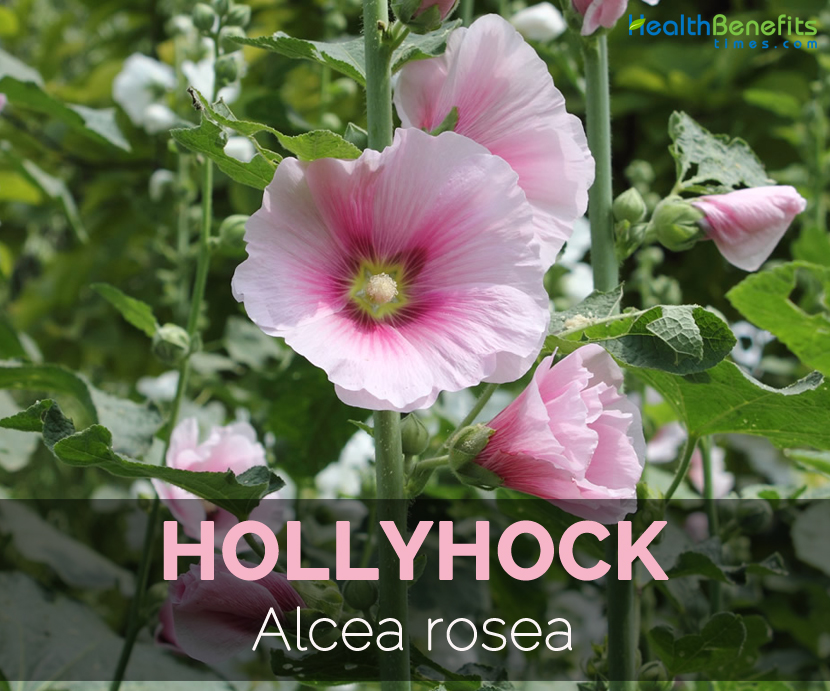 hollyhock-alcea-rosea