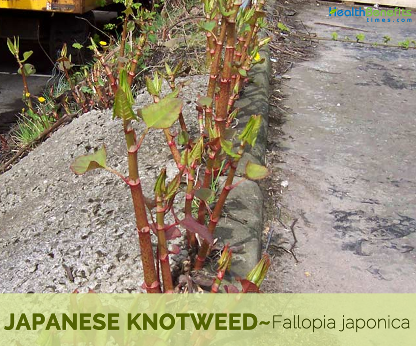 Japanese knotweed - Fallopia japonica