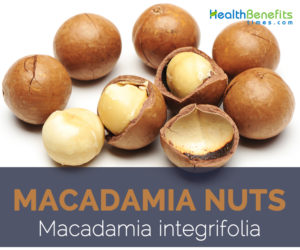 Macadamia nuts facts and health benefits