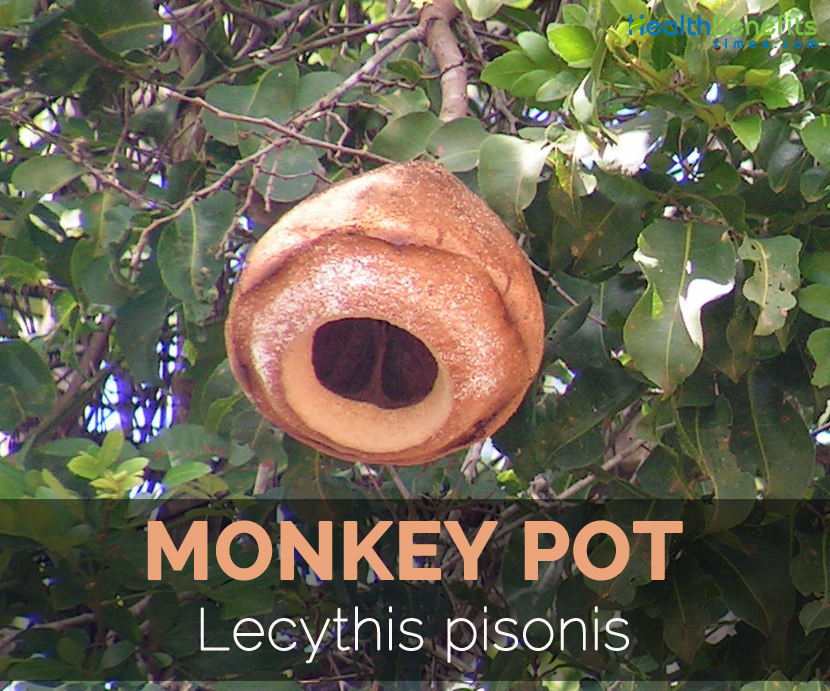 monkey-pot-lecythis-pisonis