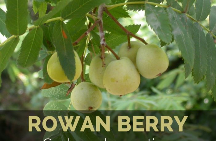 Rowan Berry Facts Health Benefits And