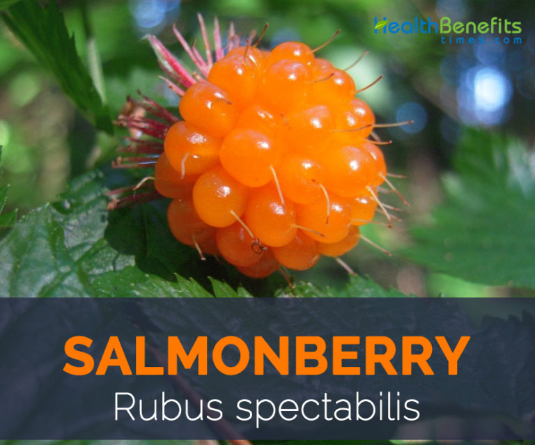 Salmonberry facts and health benefits