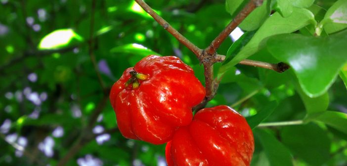 Suriname Cherry