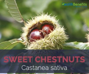 Sweet Chestnuts facts and health benefits