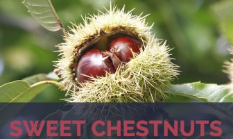Sweet Chestnuts facts and health benefits