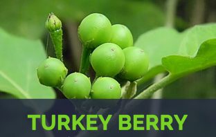 Turkey berry facts and health benefits