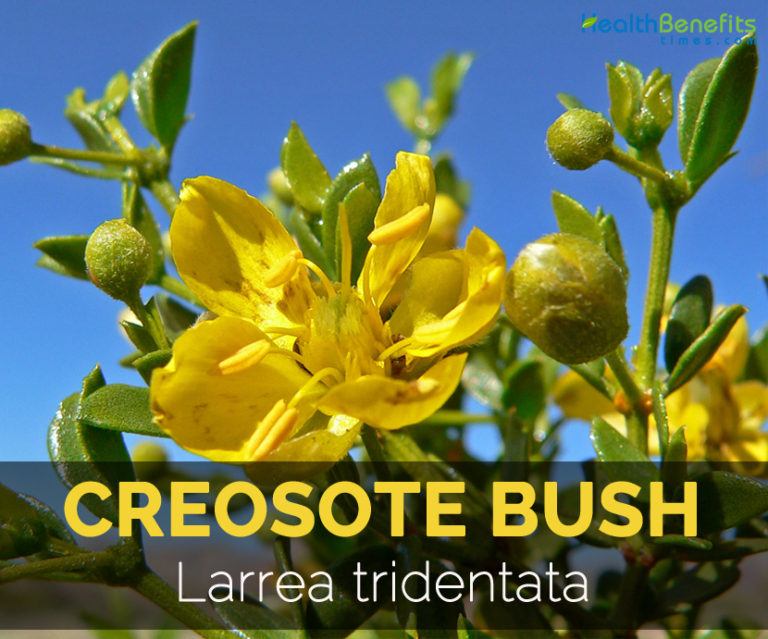 Creosote bush Facts and Health Benefits