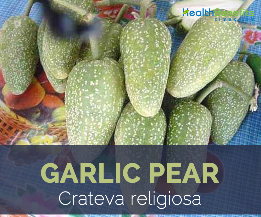 Garlic Pear facts and health benefits