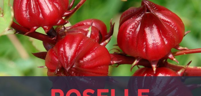 Roselle facts and health benefits