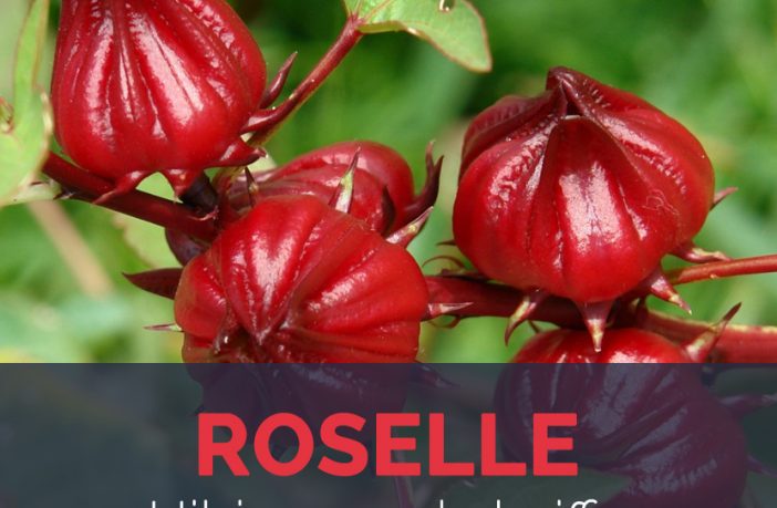 100 Thai Roselle Seeds,Hibiscus Sabdariffa,Jamaican Sorel,Rosella Fruit Seeds.