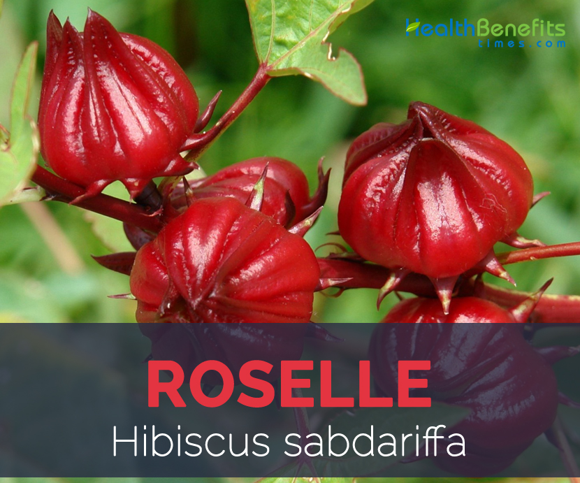 Roselle facts and health benefits
