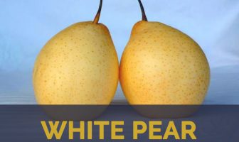 White pear facts and health benefits