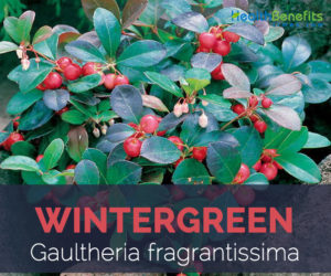 Wintergreen facts and health benefits