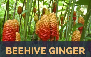 Beehive Ginger facts and health benefits