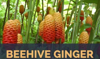 Beehive Ginger facts and health benefits