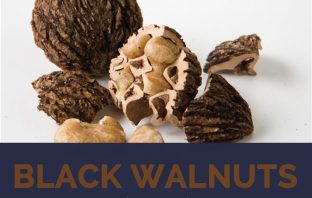 Black Walnut facts and health benefits
