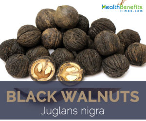Black Walnut facts and health benefits