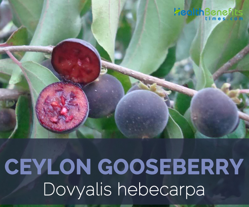 Ceylon gooseberry facts and health benefits