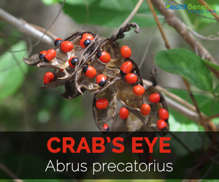 Crab's eye, Health Benefits and Nutritional Value