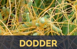 Dodder facts and health benefits