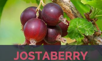 Jostaberry facts and health benefits