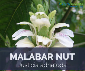 Malabar Nut facts and health benefits