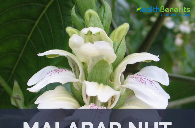 Mustard Greens, Health Benefits and Nutritional Value