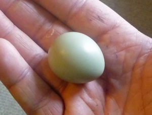 Partridge Egg