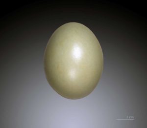 Pheasant Egg