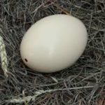 Rhea Egg
