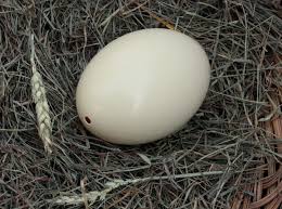 Rhea Egg
