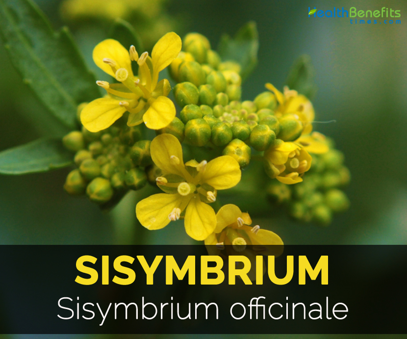 sisymbrium-sisymbrium-officinale