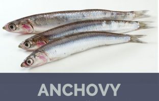 Anchovies facts and health benefits