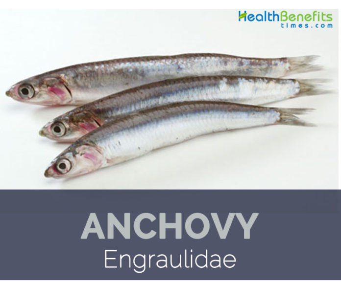 Anchovy facts and health benefits
