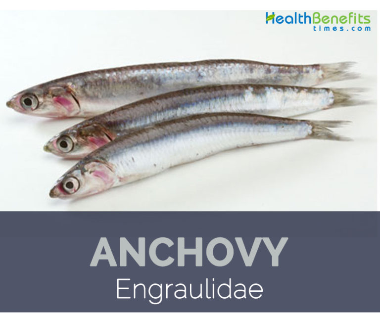 Anchovy facts and health benefits