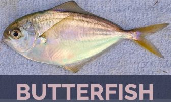 Butterfish facts, benefits and precautions
