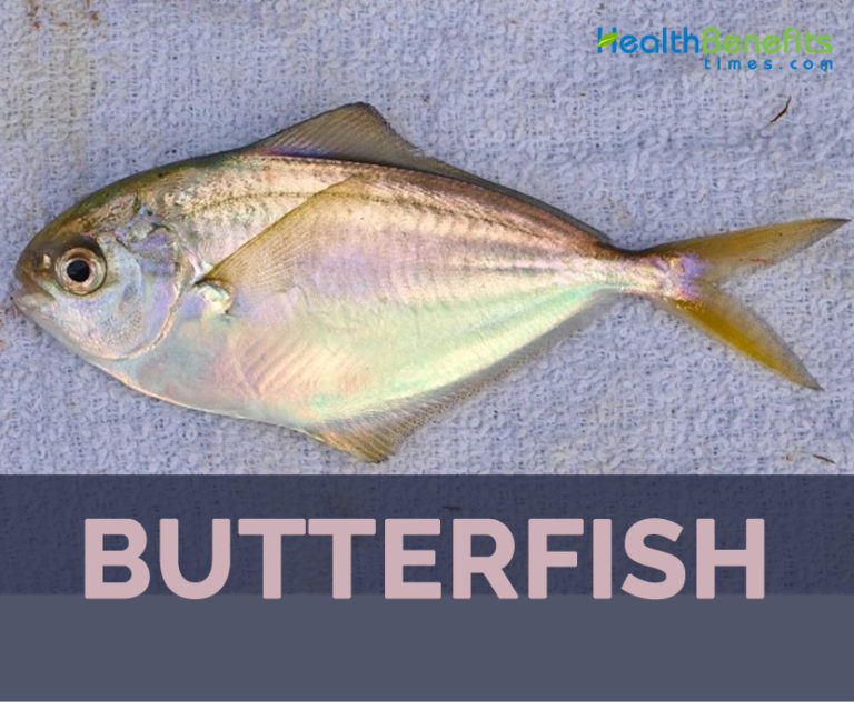 Butterfish facts and health benefits