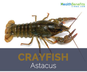 Crayfish facts and health benefits