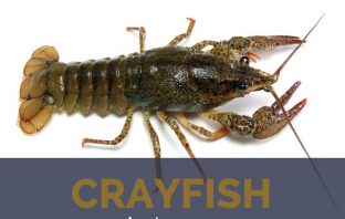 Crayfish facts and health benefits