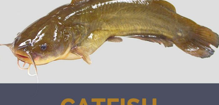 Health Benefits and facts of Catfish