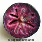 Purple star apple