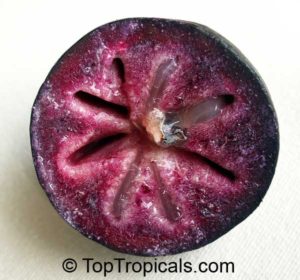 Purple star apple
