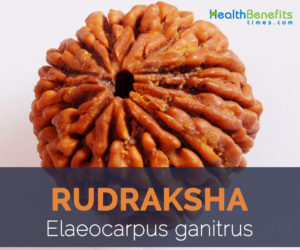 Rudraksha facts and health benefits