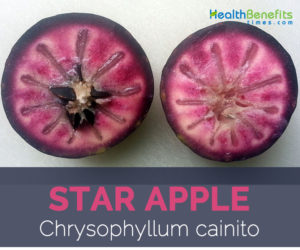 Star Apple facts and health benefits
