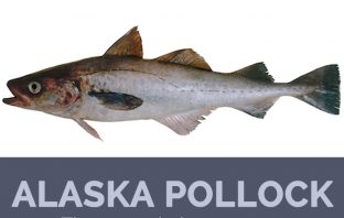 Alaska pollock facts and health benefits