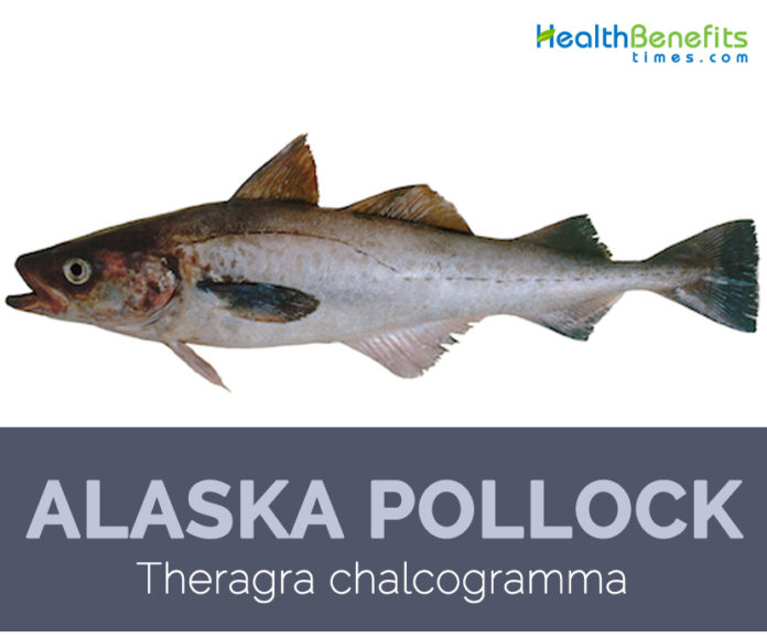 Alaska pollock facts and health benefits