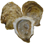 Beau Soleil Oysters
