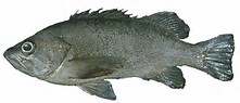 Black Rockfish